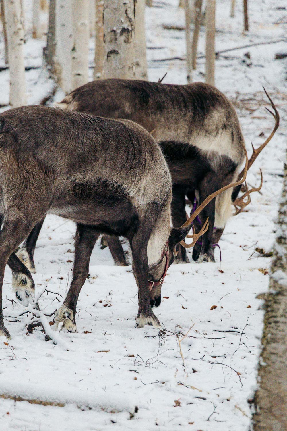 Running Reindeer Ranch | Roads and Destinations