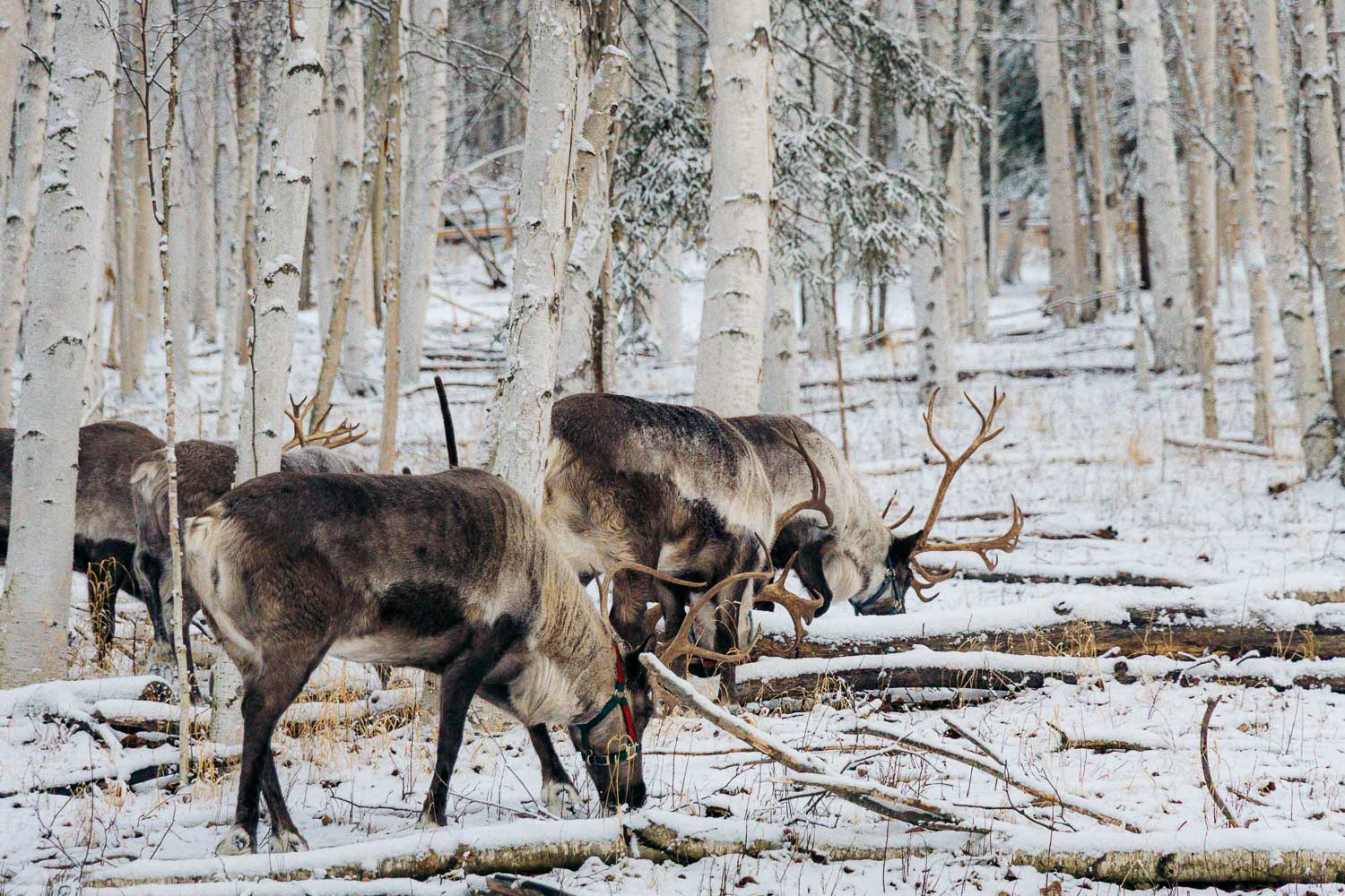 Alaska | Roads and Destinations