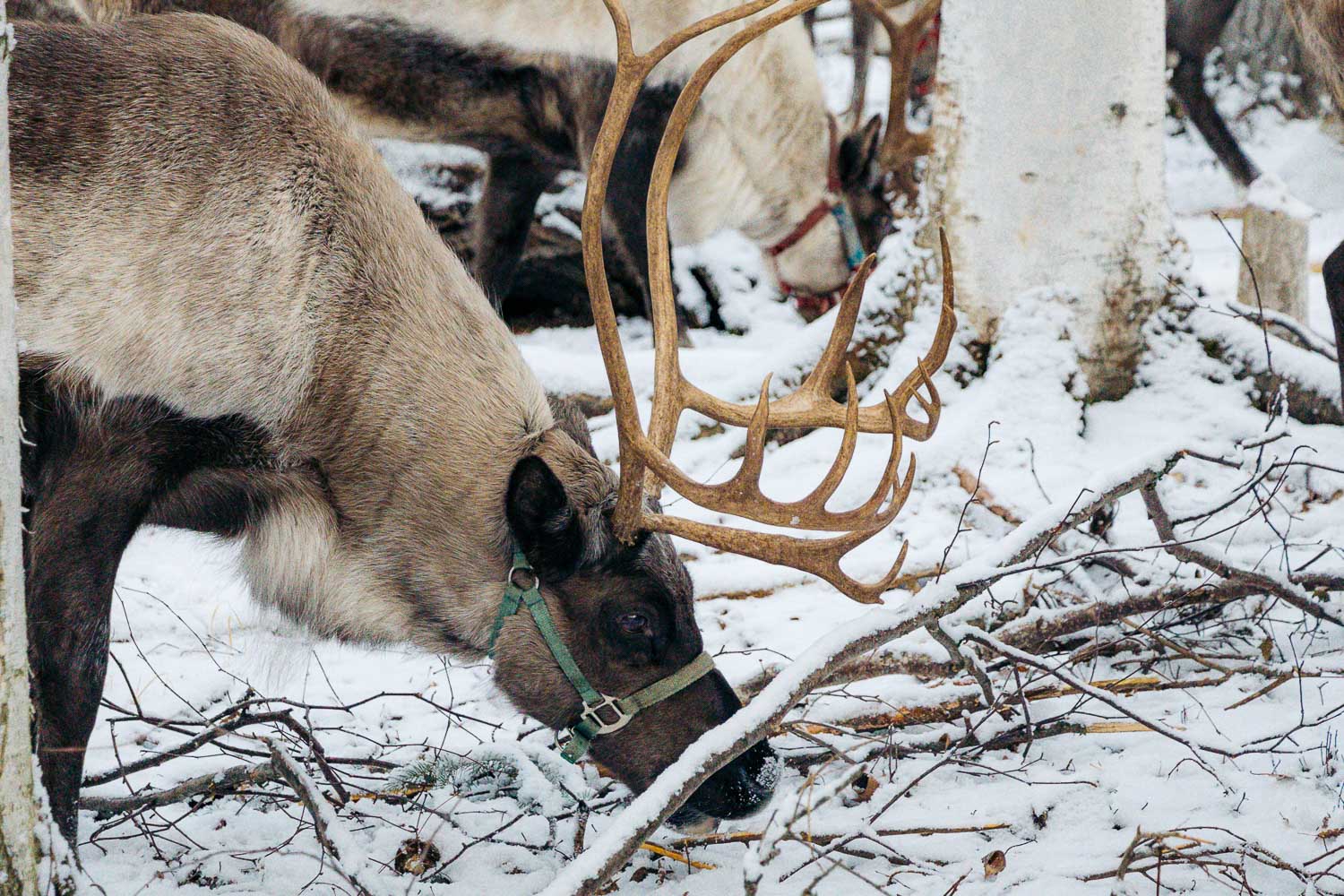 Running Reindeer Ranch | Roads and Destinations