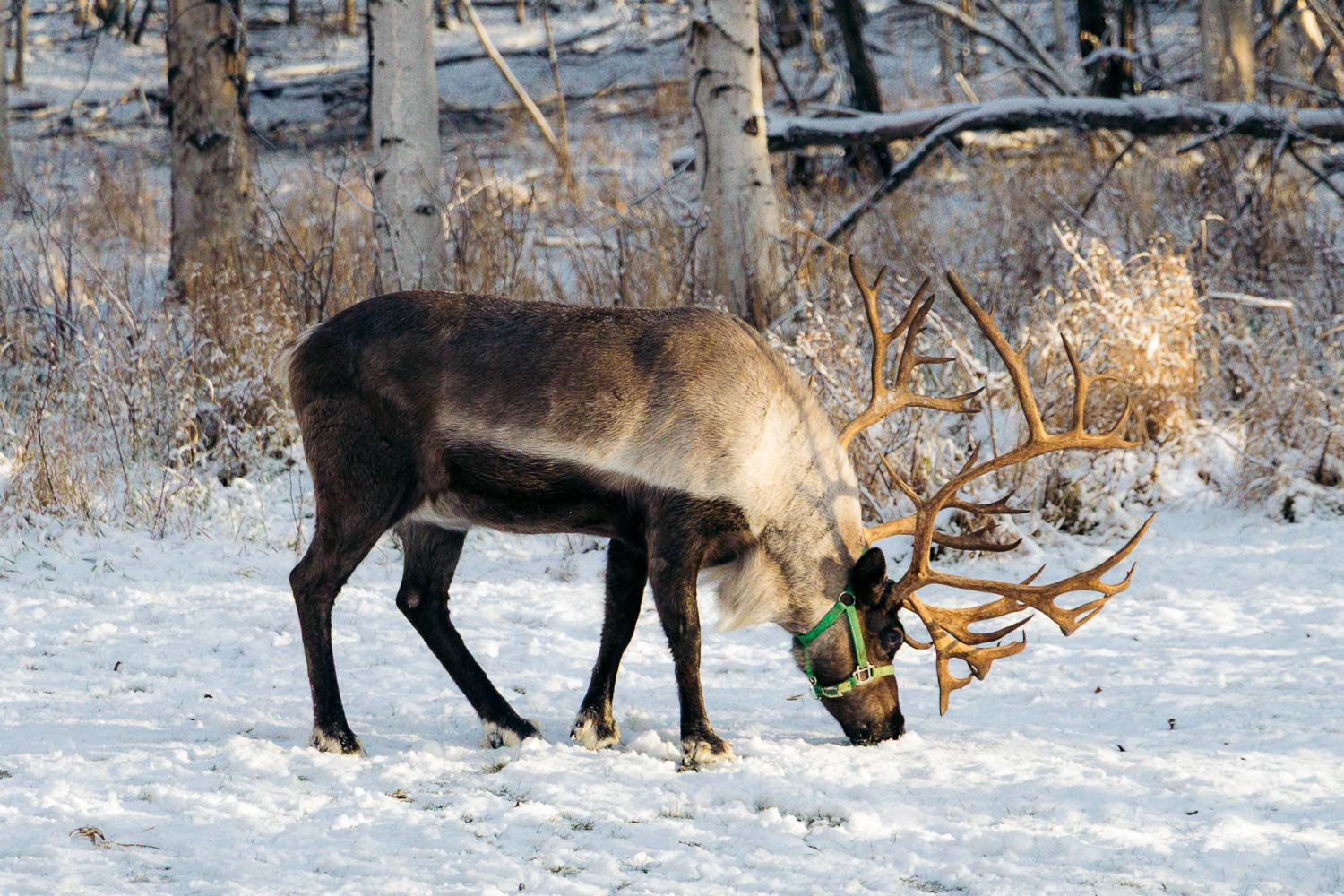 Alaska | Roads and Destinations