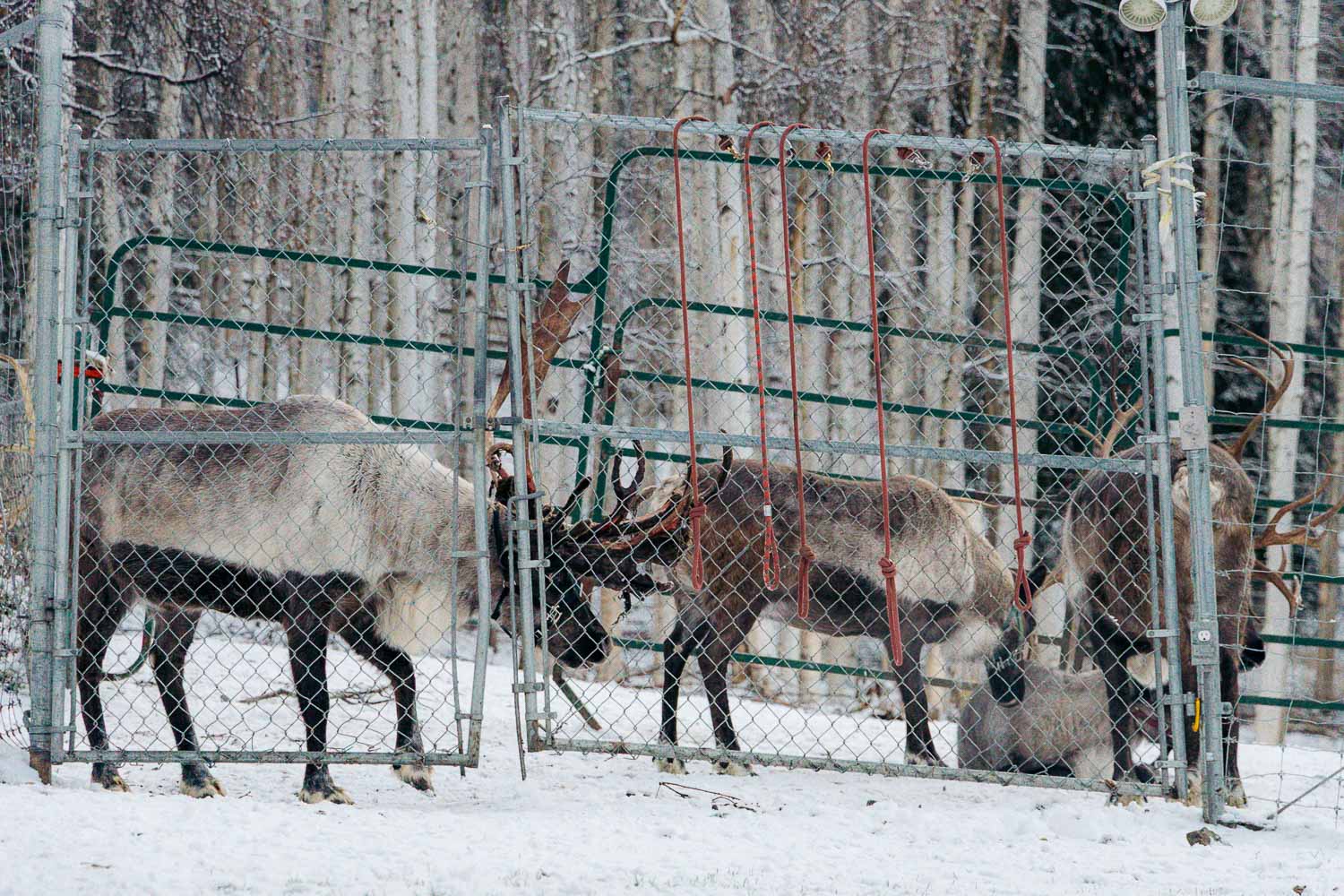 Running Reindeer Ranch | Roads and Destinations