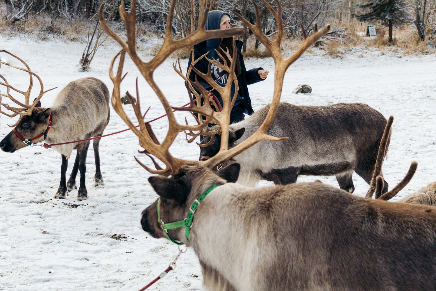 Running Reindeer Ranch | Roads and Destinations