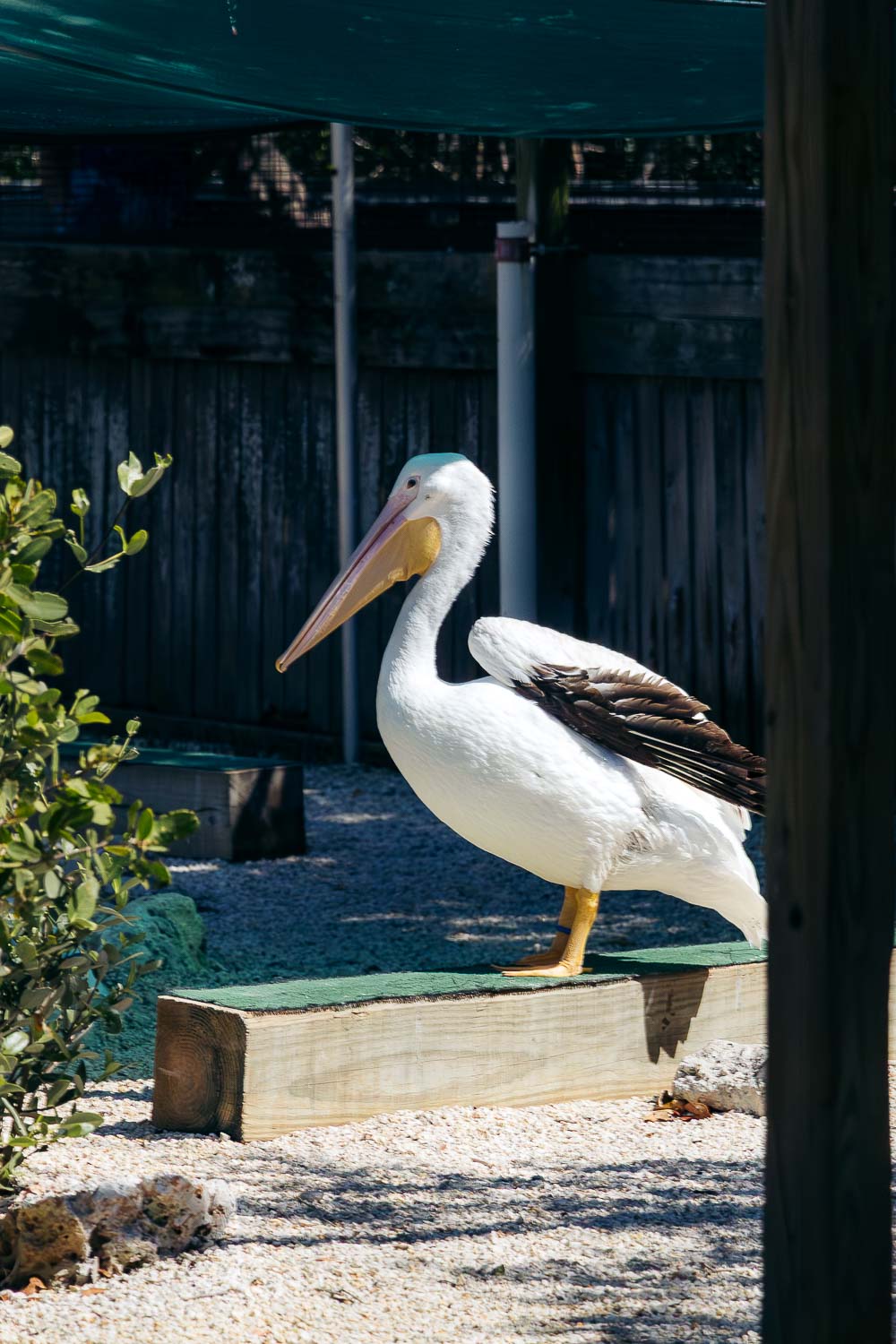 Laura Quinn Wild Bird Sanctuary | Roads and Destinations