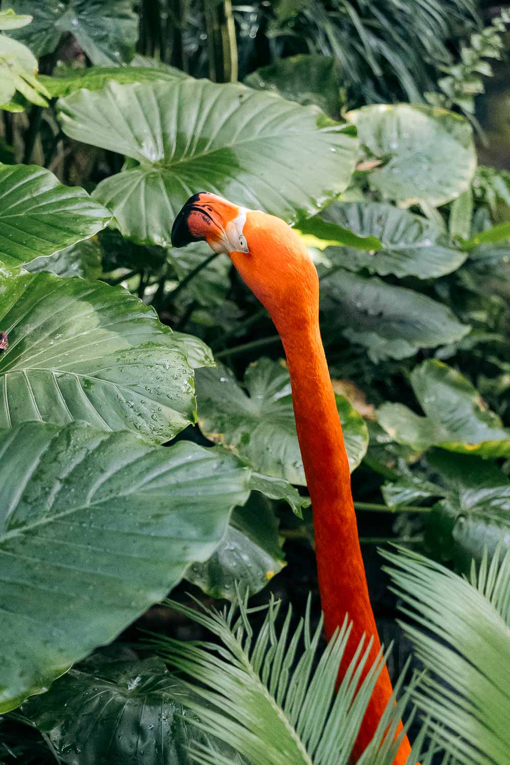 The Key West Butterfly and Nature Conservatory | Roads and Destinations