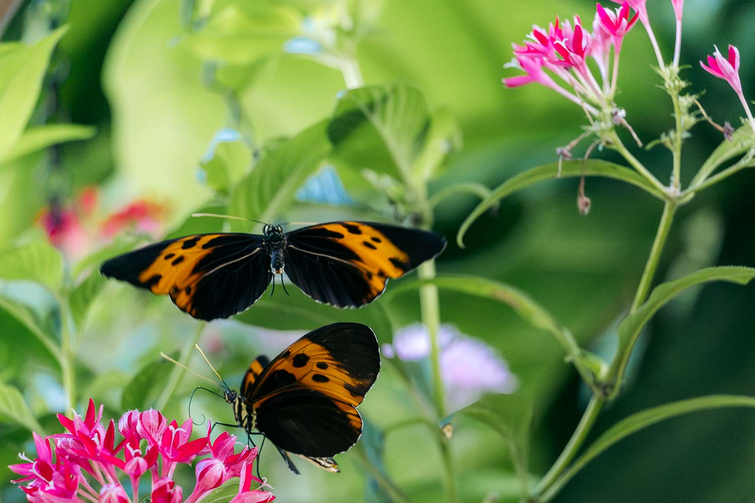 Key West | Roads and Destinations