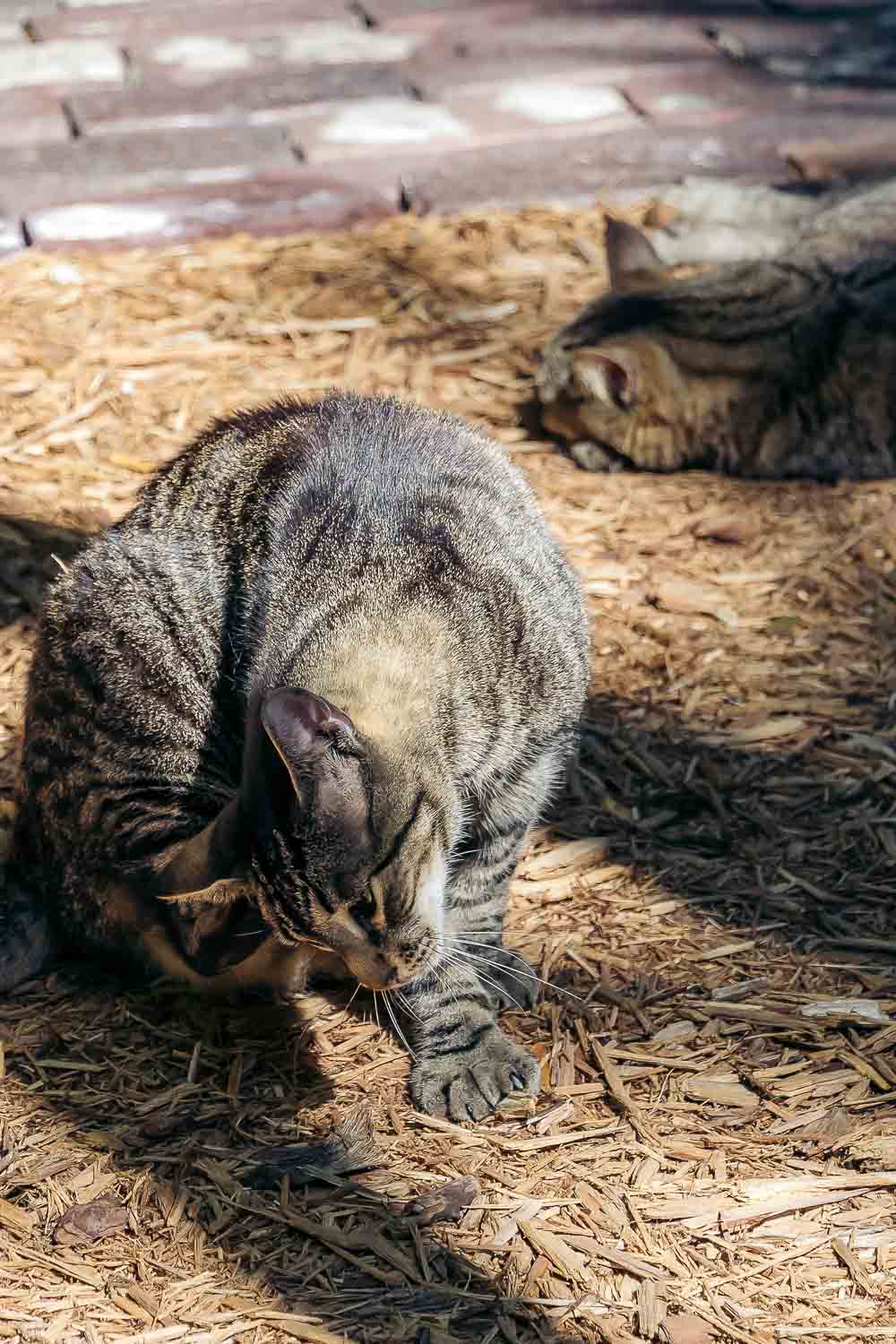 Hemingway Home and Museum | Roads and Destinations