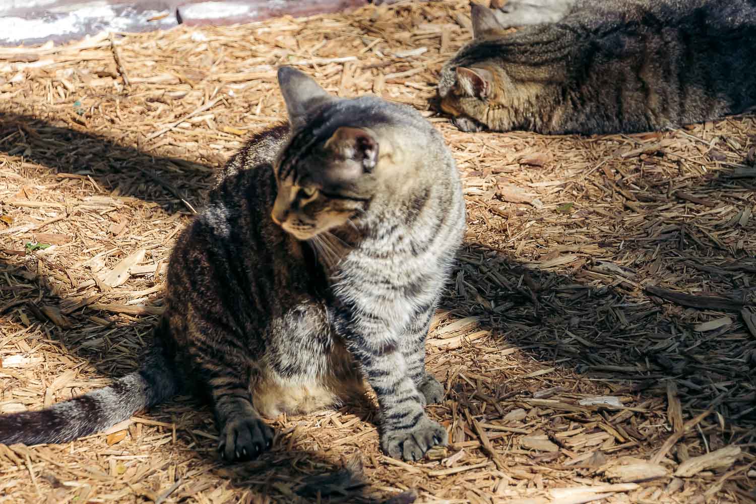 Hemingway Home and Museum | Roads and Destinations