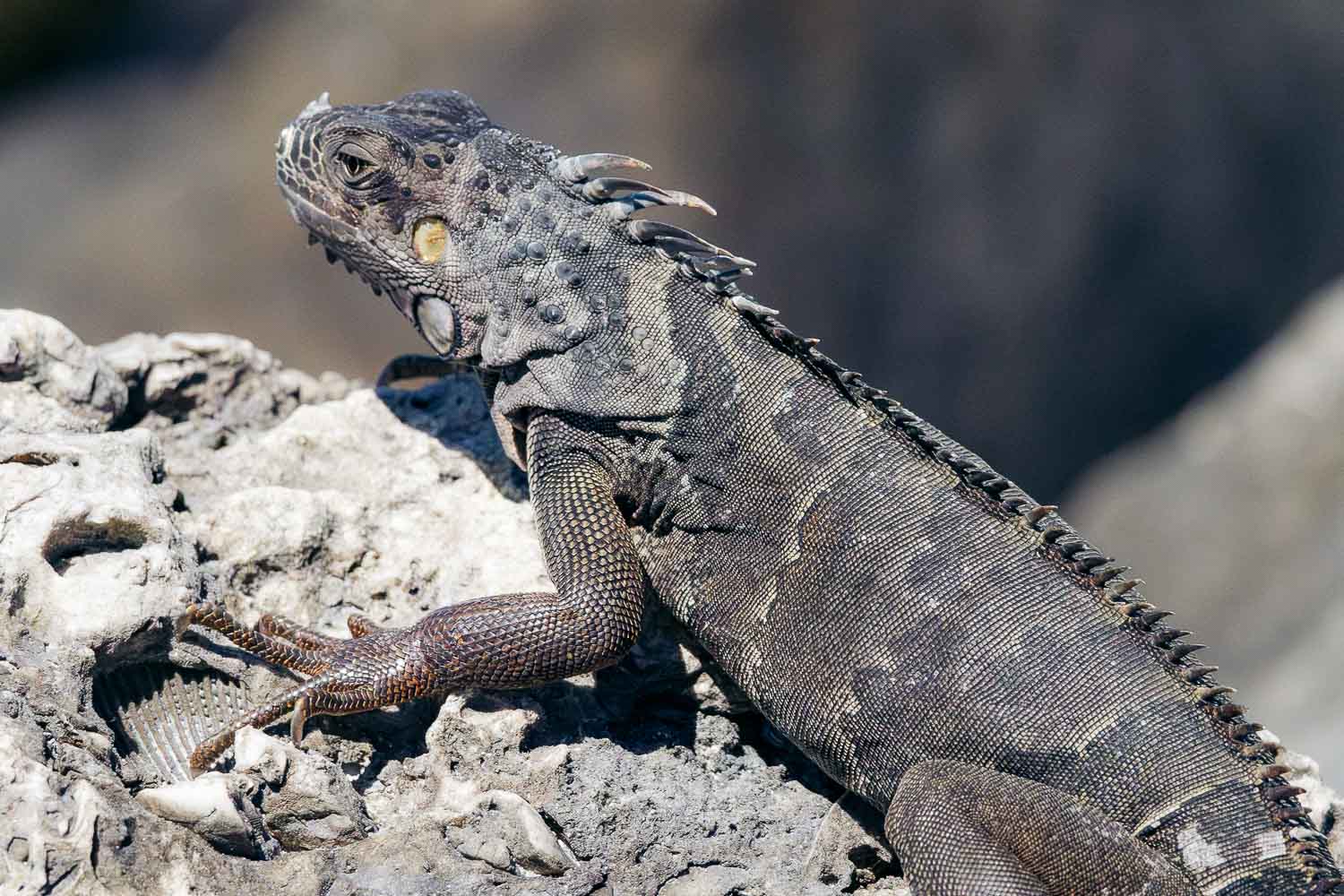 Fort Zachary Taylor Historic State Park | Roads and Destinations