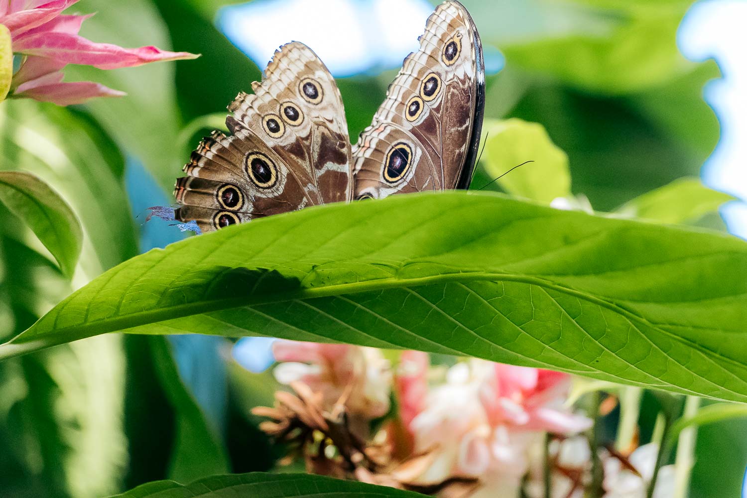 Key West Butterfly and Nature Conservatory | Roads and Destinations
