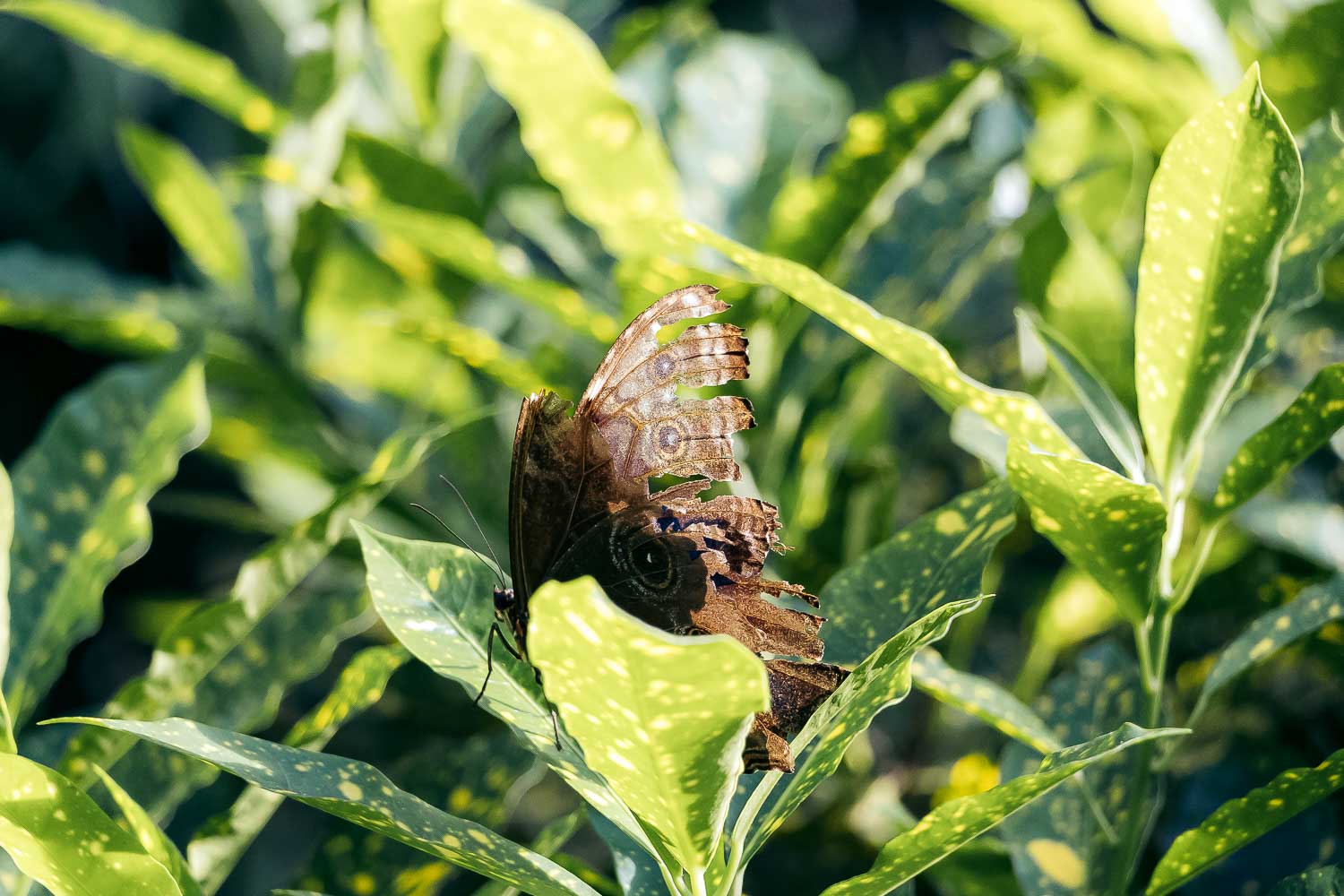 Key West Butterfly and Nature Conservatory | Roads and Destinations