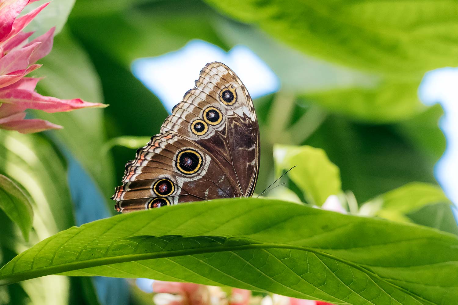 Key West Butterfly and Nature Conservatory | Roads and Destinations