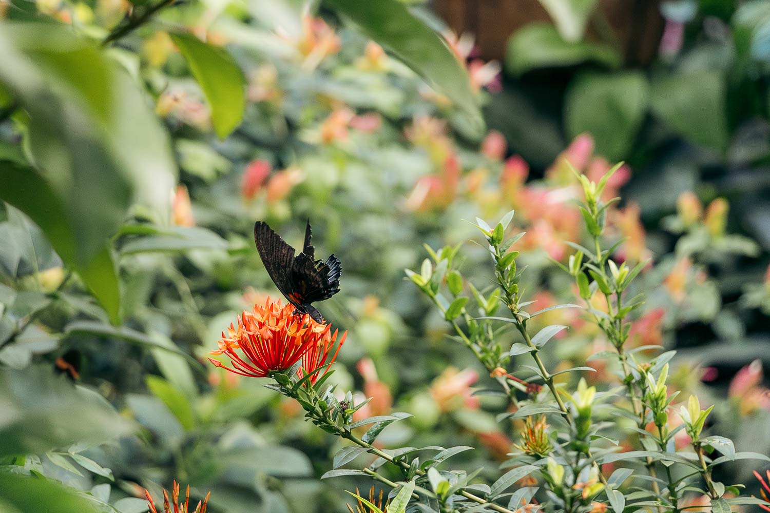 Key West Butterfly and Nature Conservatory | Roads and Destinations