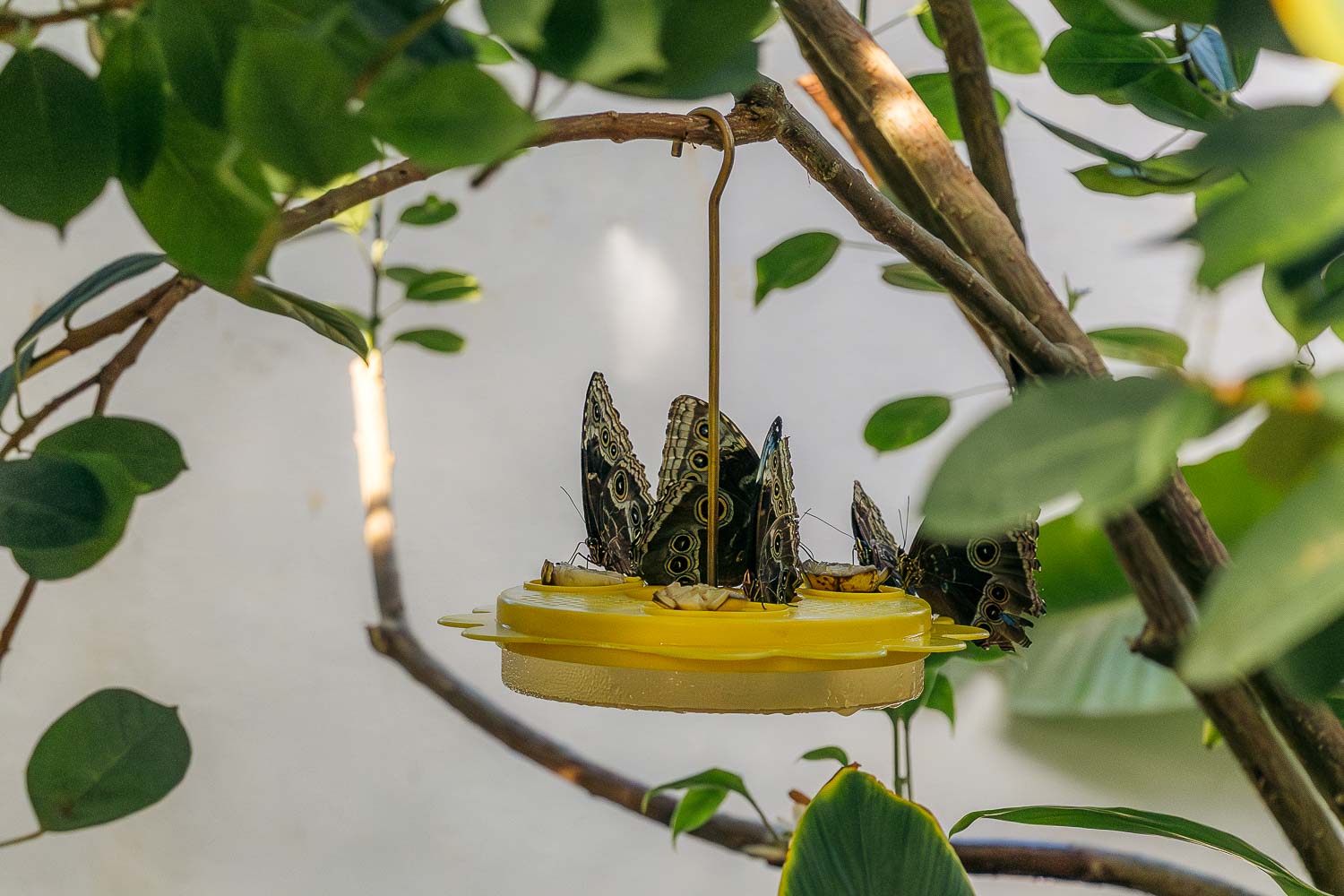 Key West Butterfly and Nature Conservatory | Roads and Destinations