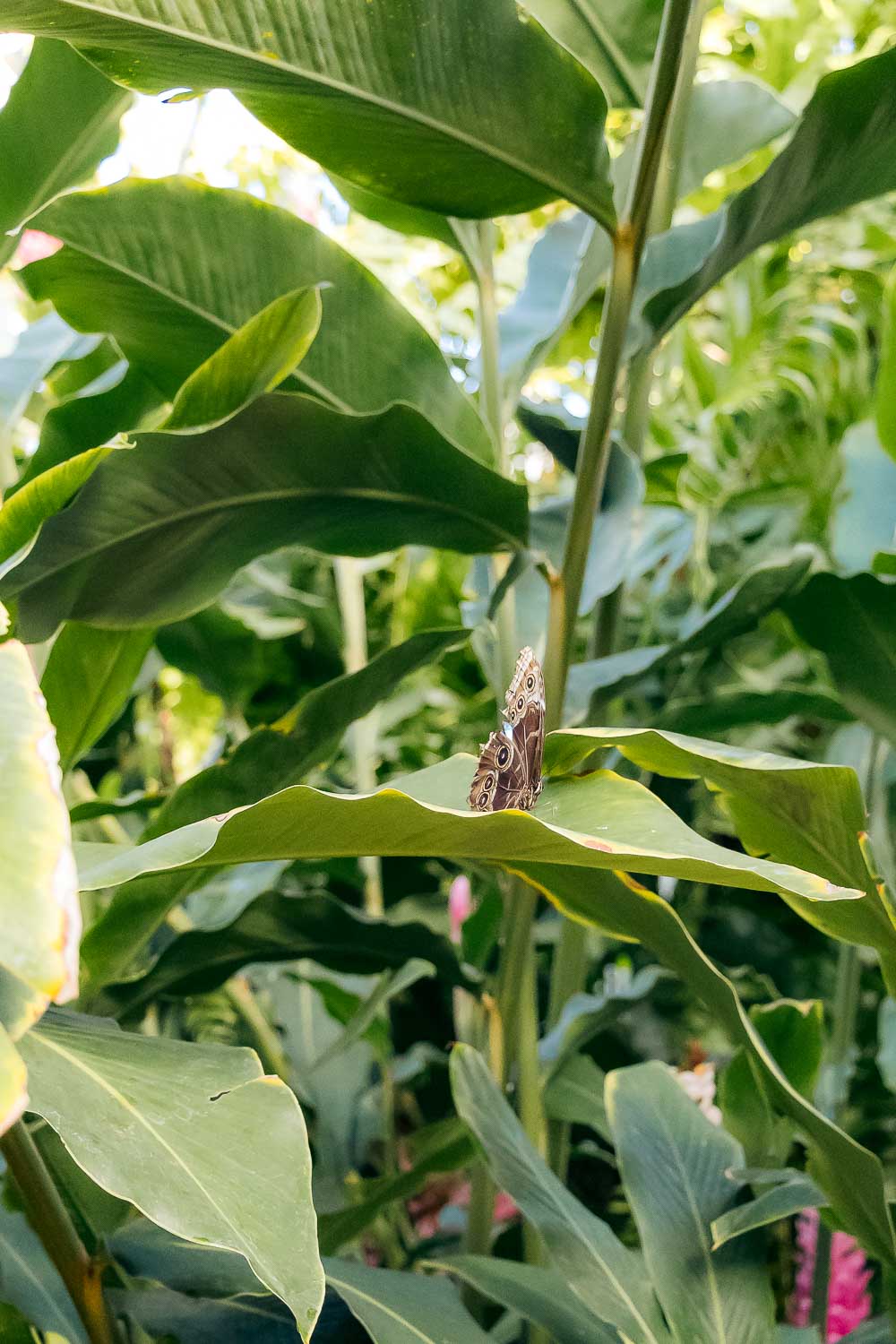 Key West Butterfly and Nature Conservatory | Roads and Destinations