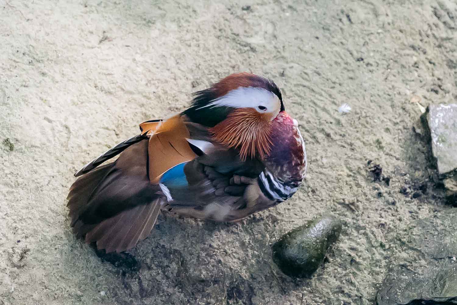 Key West Butterfly and Nature Conservatory | Roads and Destinations