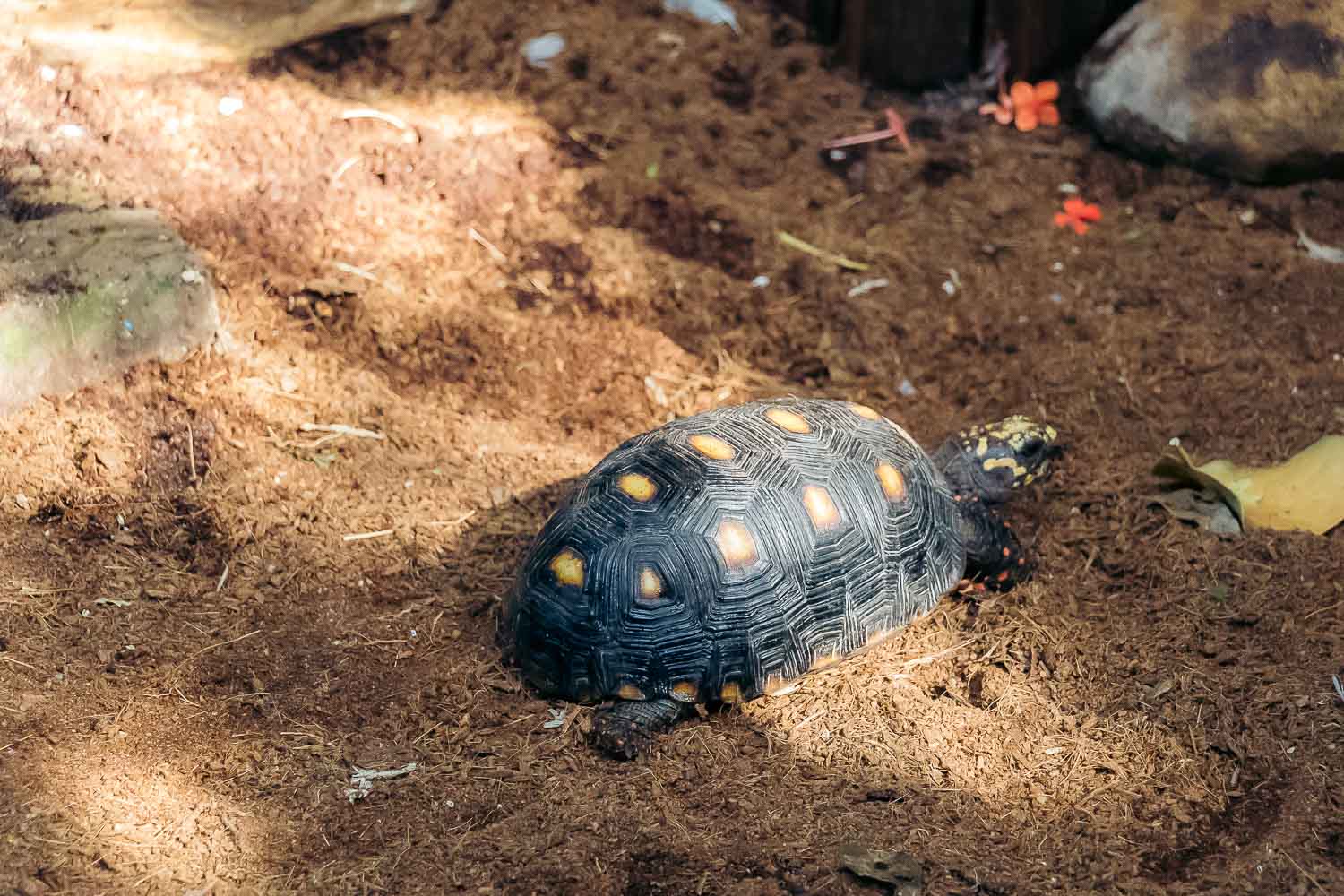 Key West Butterfly and Nature Conservatory | Roads and Destinations