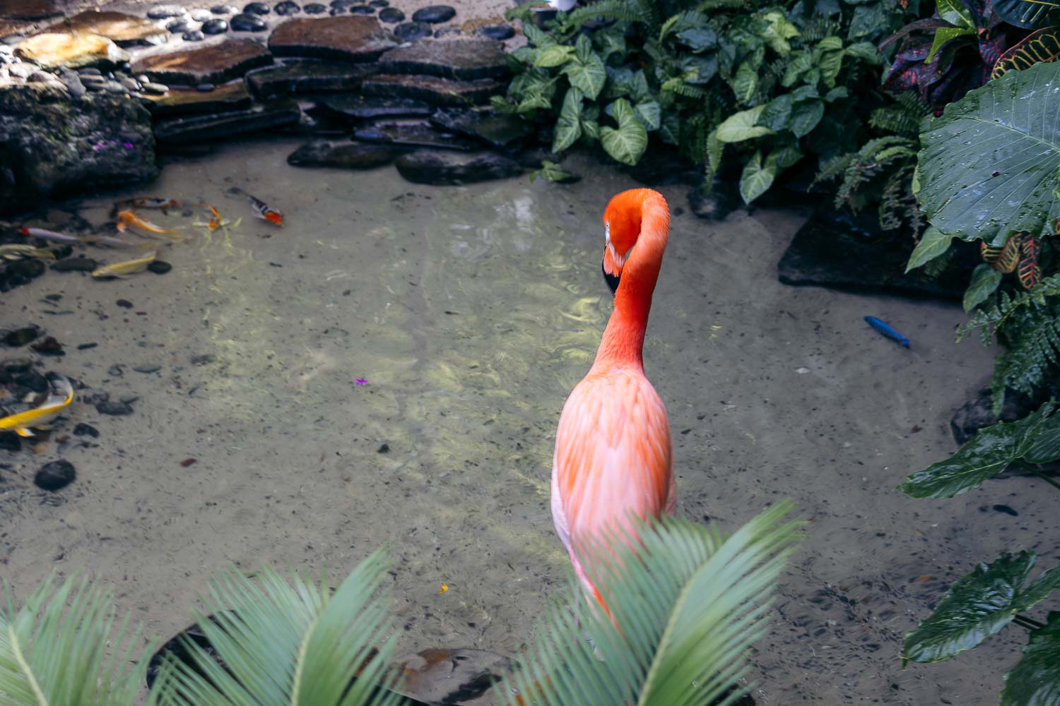 Key West Butterfly and Nature Conservatory | Roads and Destinations