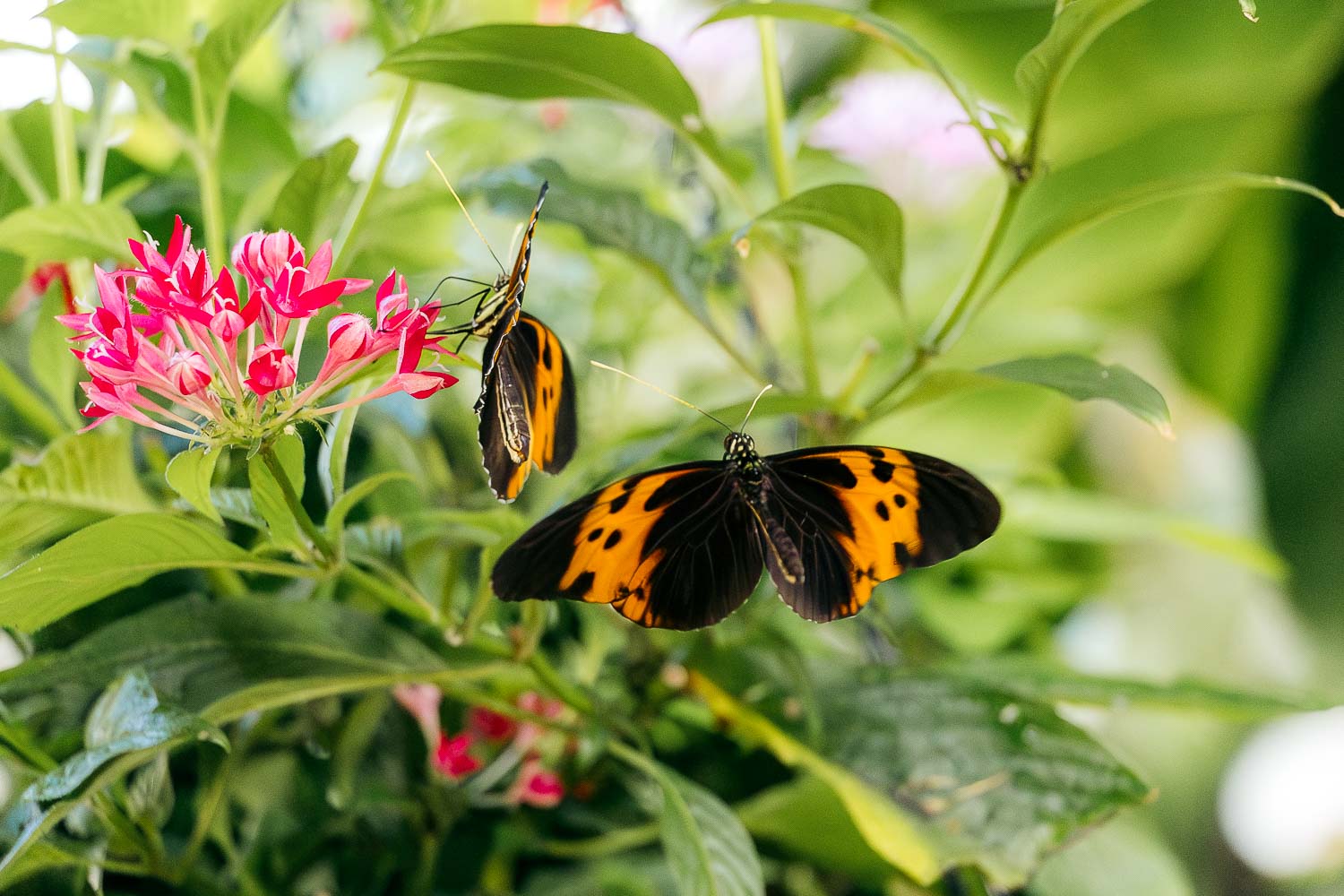 Key West Butterfly and Nature Conservatory | Roads and Destinations