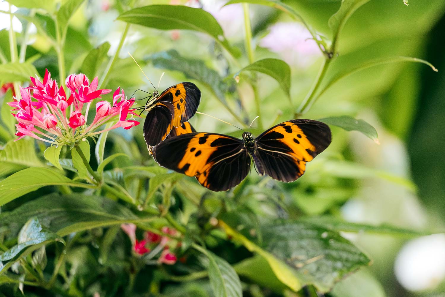 Key West Butterfly and Nature Conservatory | Roads and Destinations