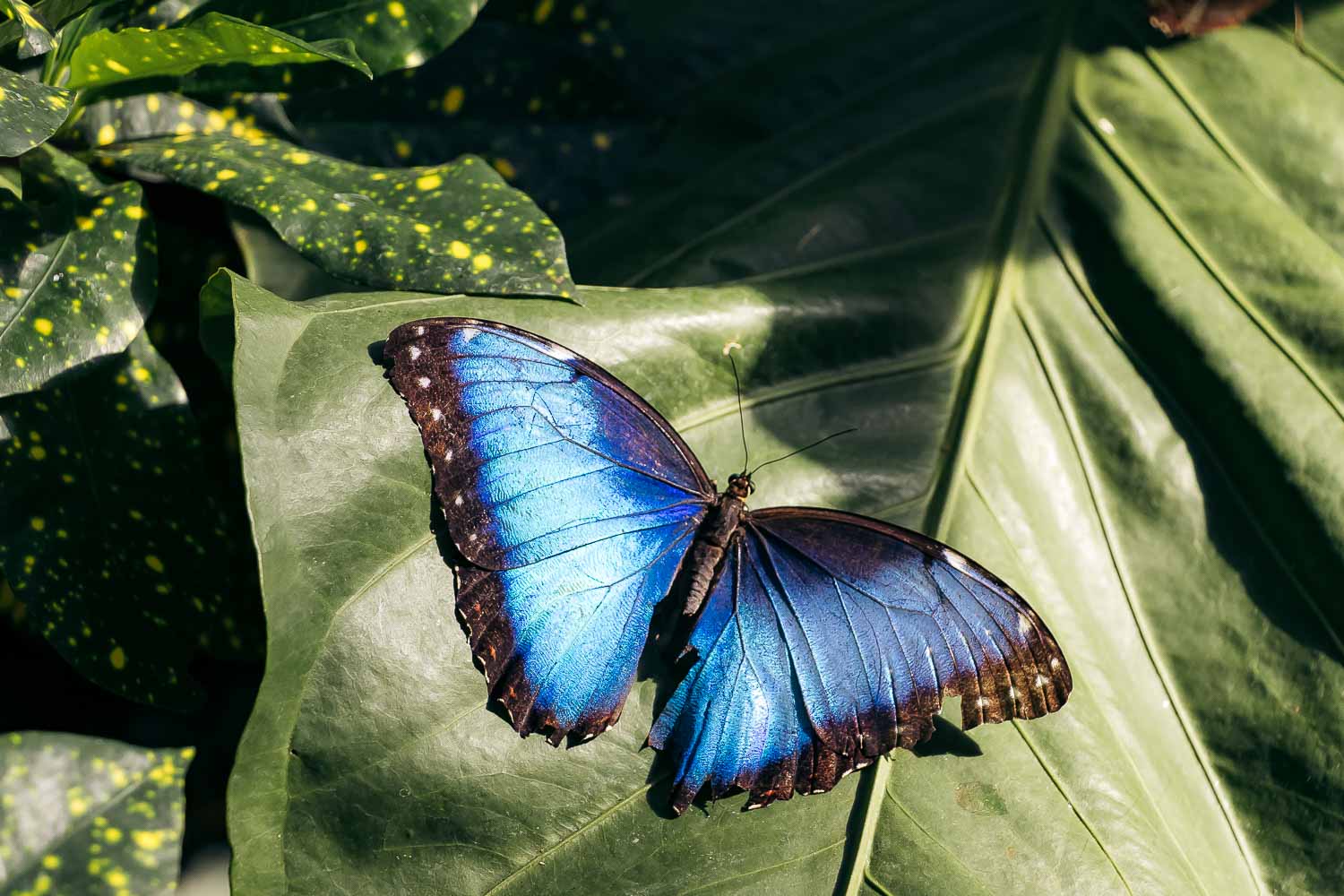Key West Butterfly and Nature Conservatory | Roads and Destinations
