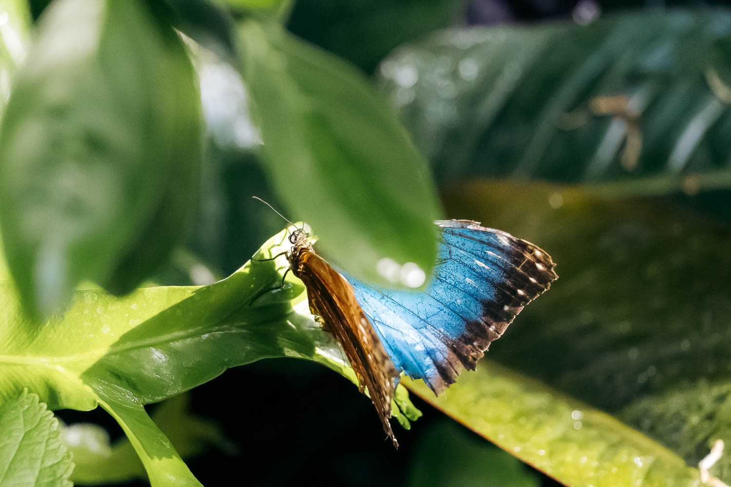 Key West Butterfly and Nature Conservatory | Roads and Destinations