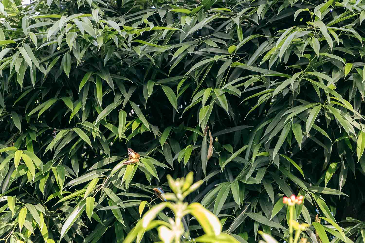 Key West Butterfly and Nature Conservatory | Roads and Destinations