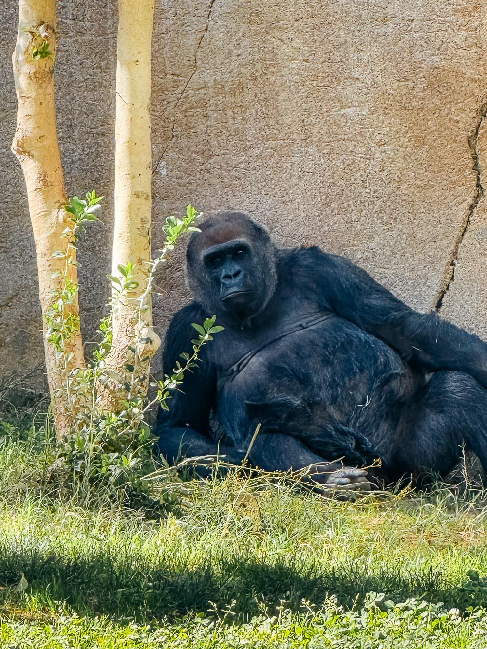 San Diego Zoo Safari Park | Roads and Destinations