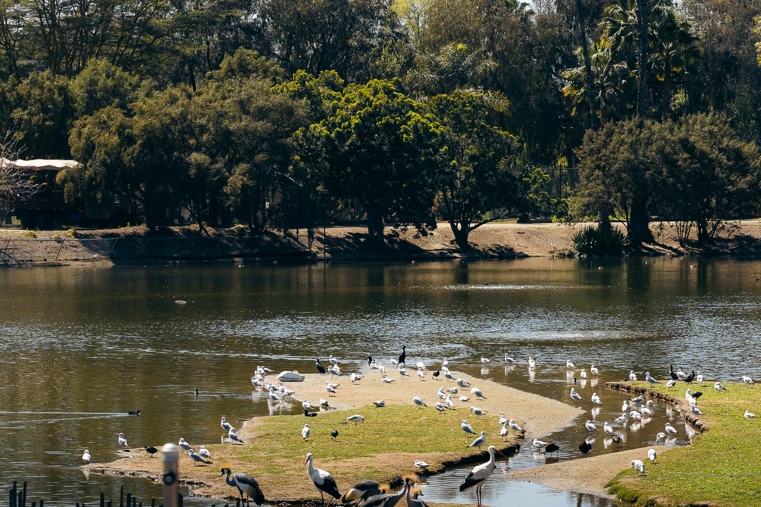 San Diego Zoo Safari Park | Roads and Destinations