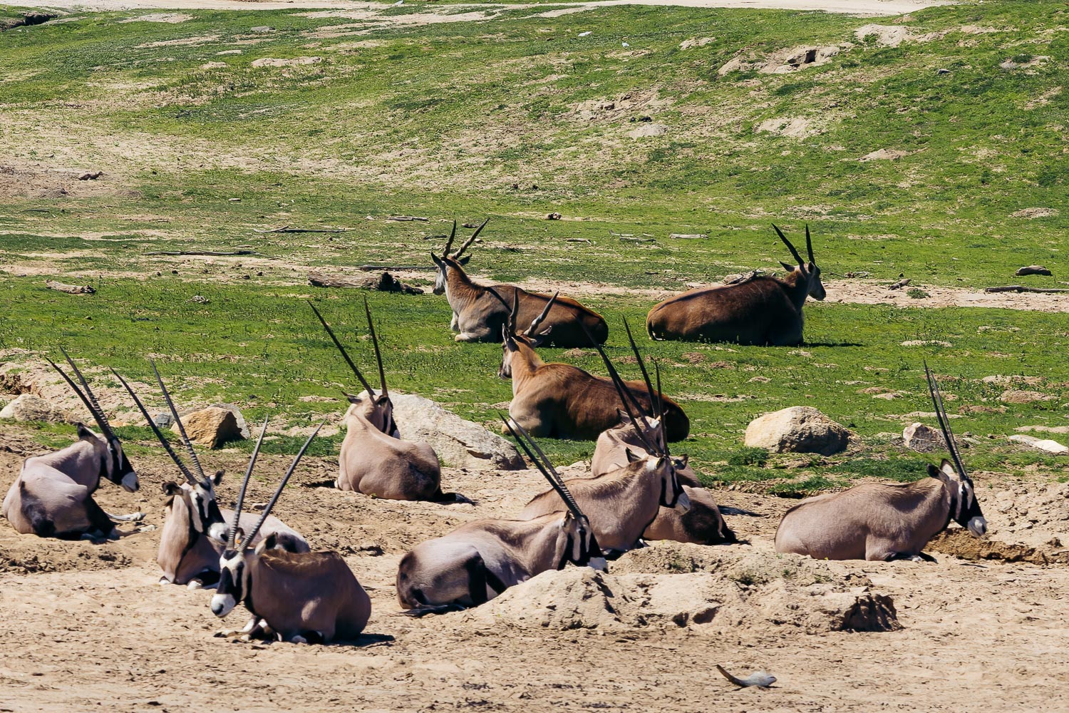 San Diego Zoo Safari Park | Roads and Destinations