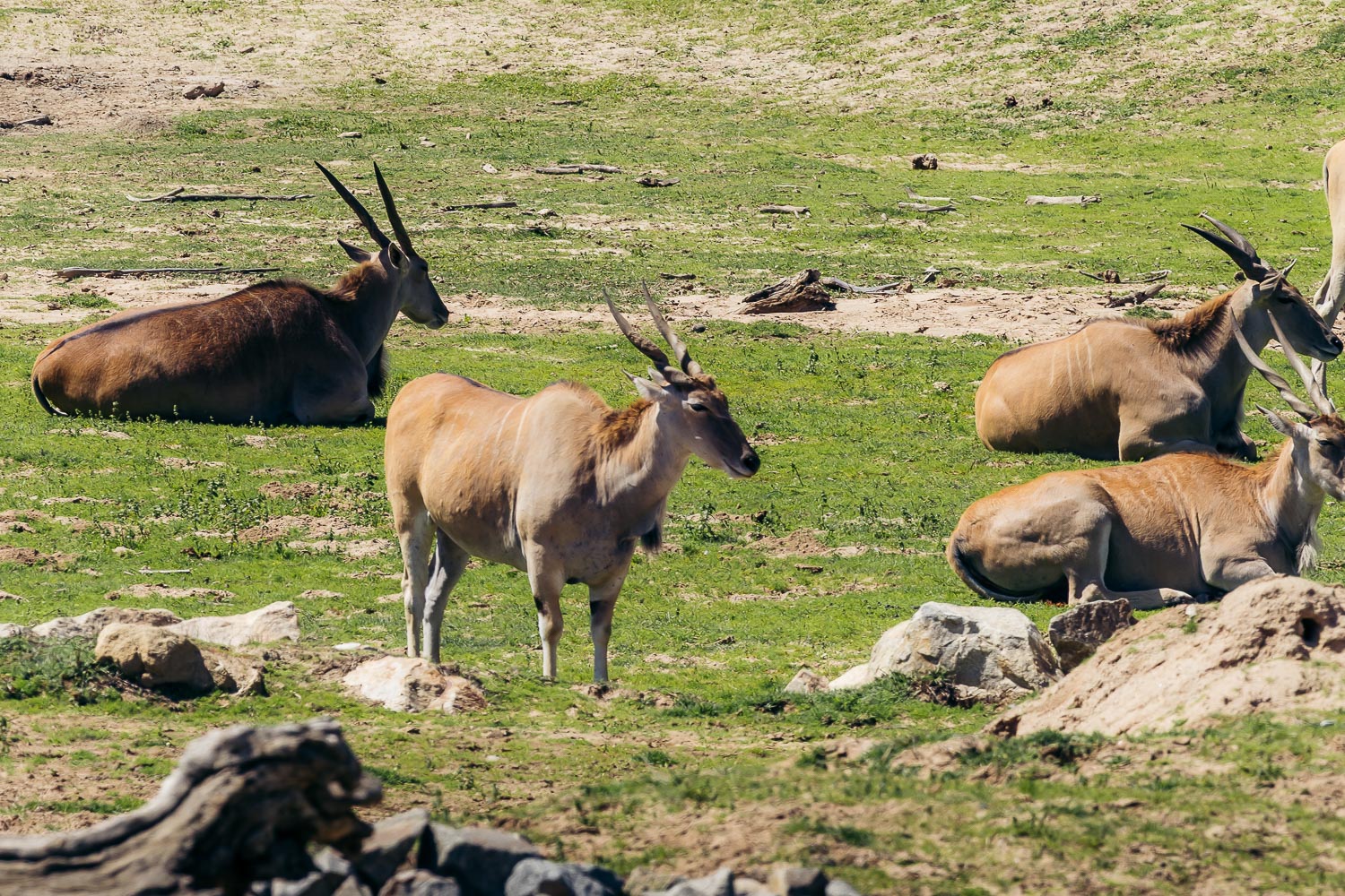 San Diego Zoo Safari Park | Roads and Destinations