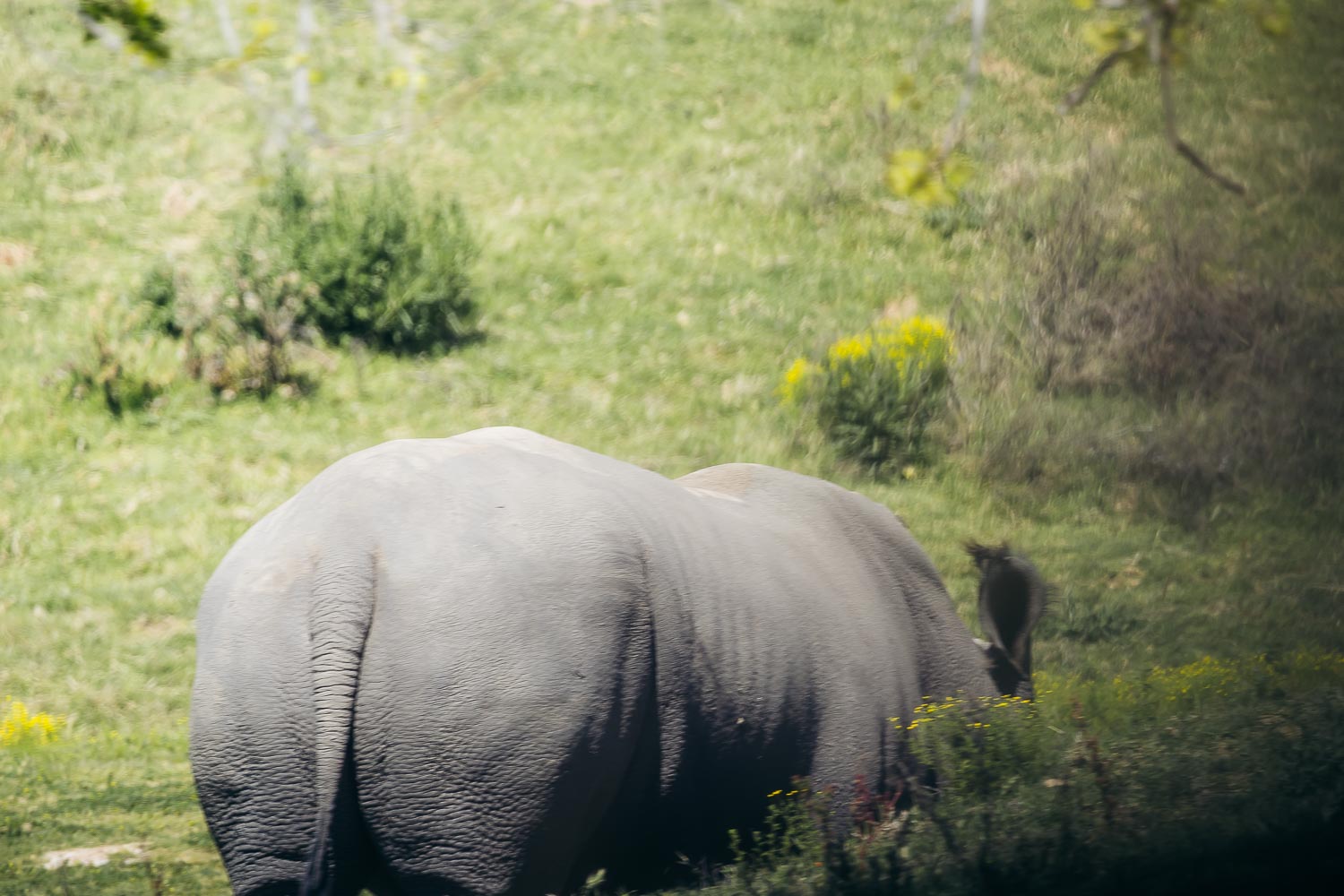 San Diego Zoo Safari Park | Roads and Destinations