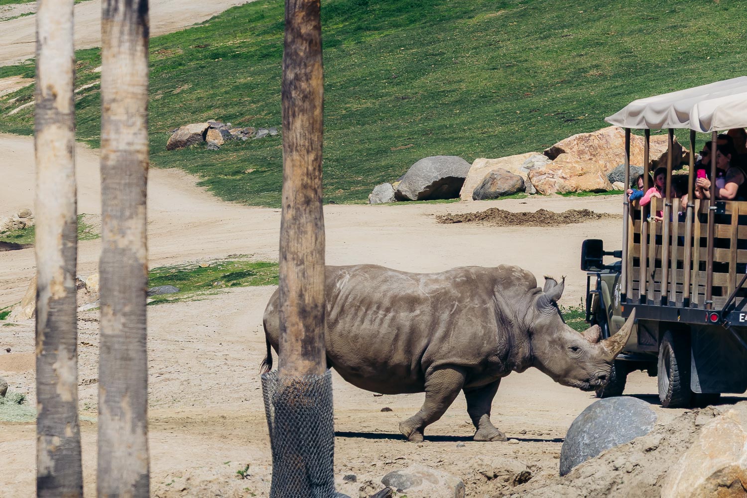 San Diego Zoo Safari Park | Roads and Destinations