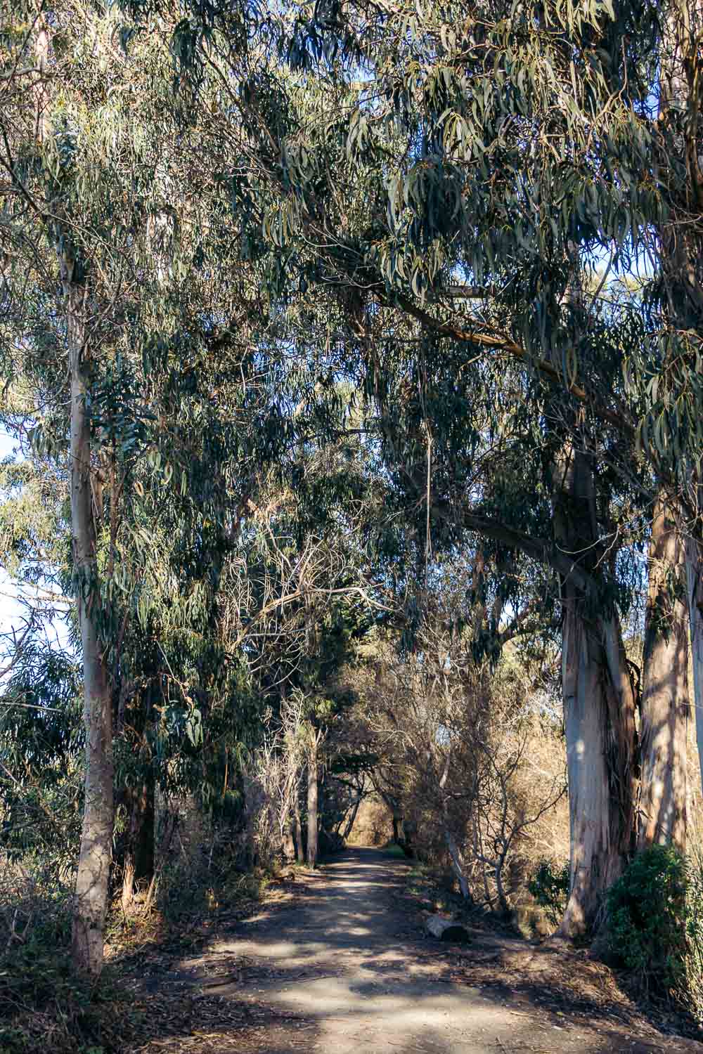 Pismo Beach Monarch Butterfly Grove | Roads and Destinations