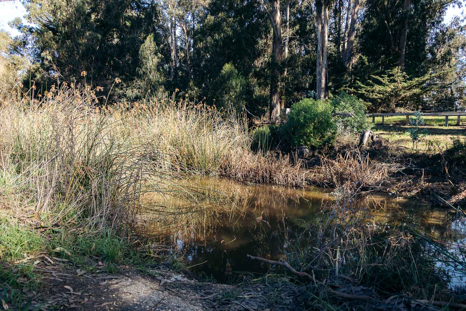 Pismo Beach Monarch Butterfly Grove | Roads and Destinations