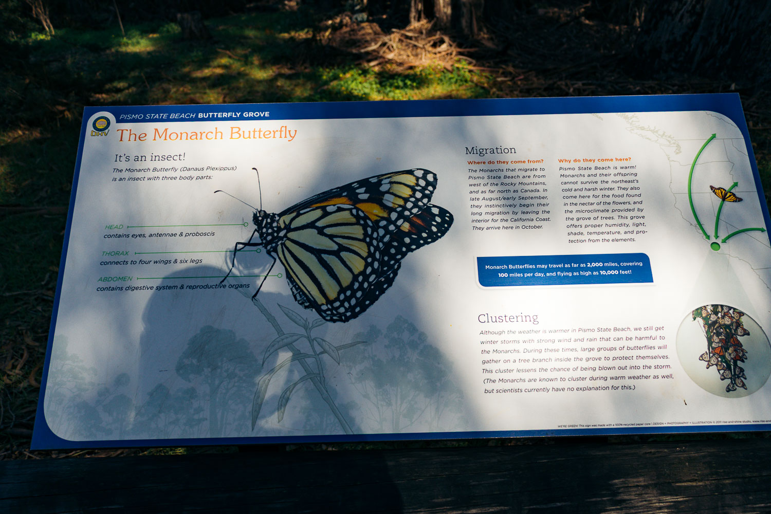 Pismo Beach Monarch Butterfly Grove | Roads and Destinations
