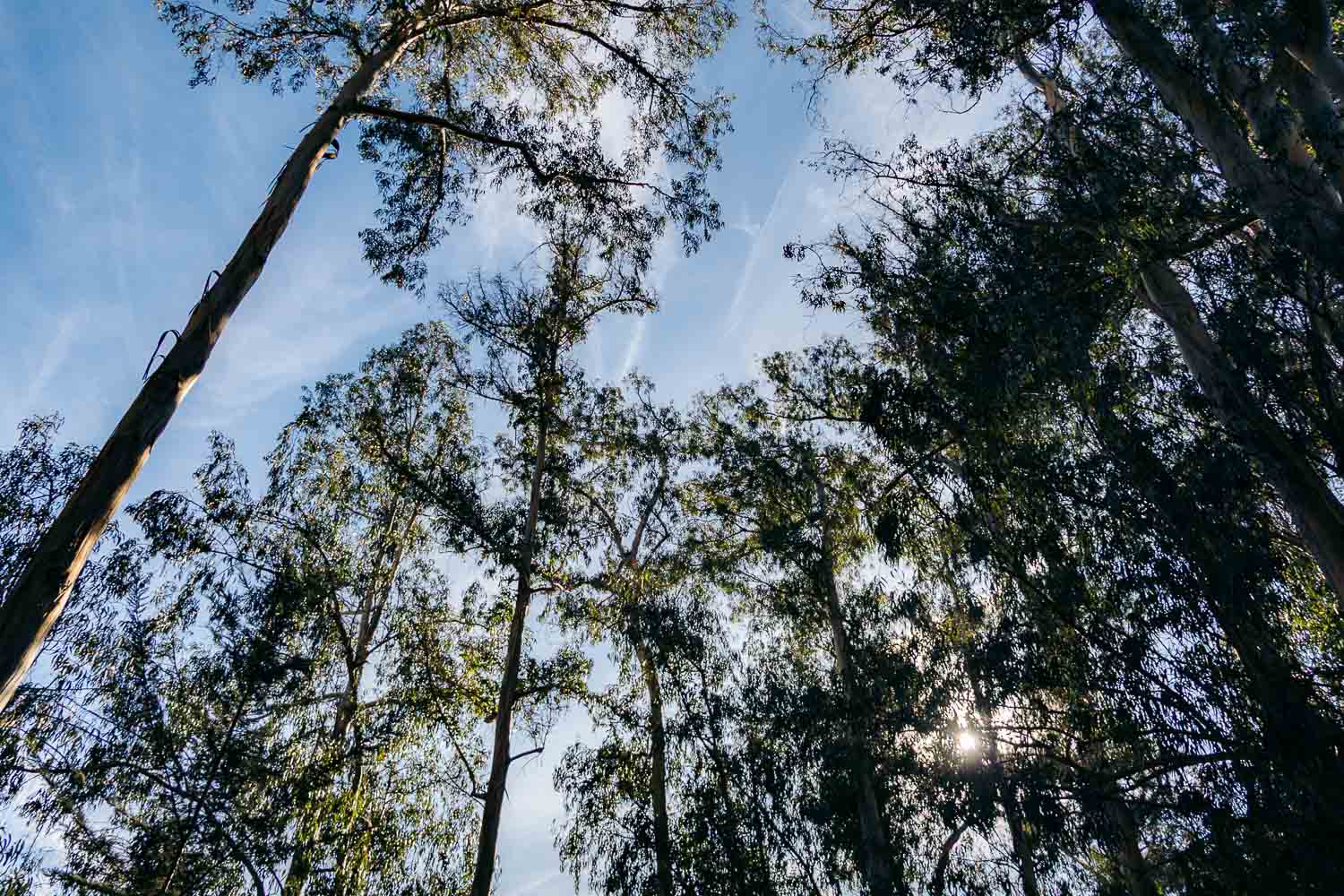 Pismo Beach Monarch Butterfly Grove | Roads and Destinations