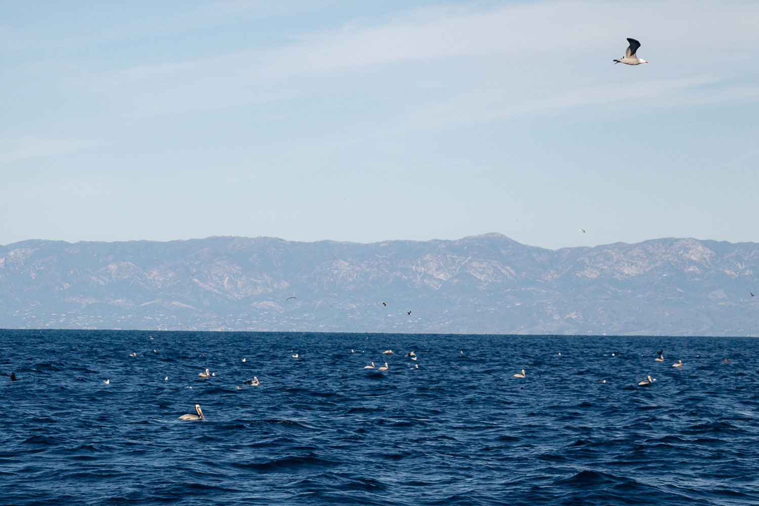 Ventura Whale Watching. | Roads and Destinations