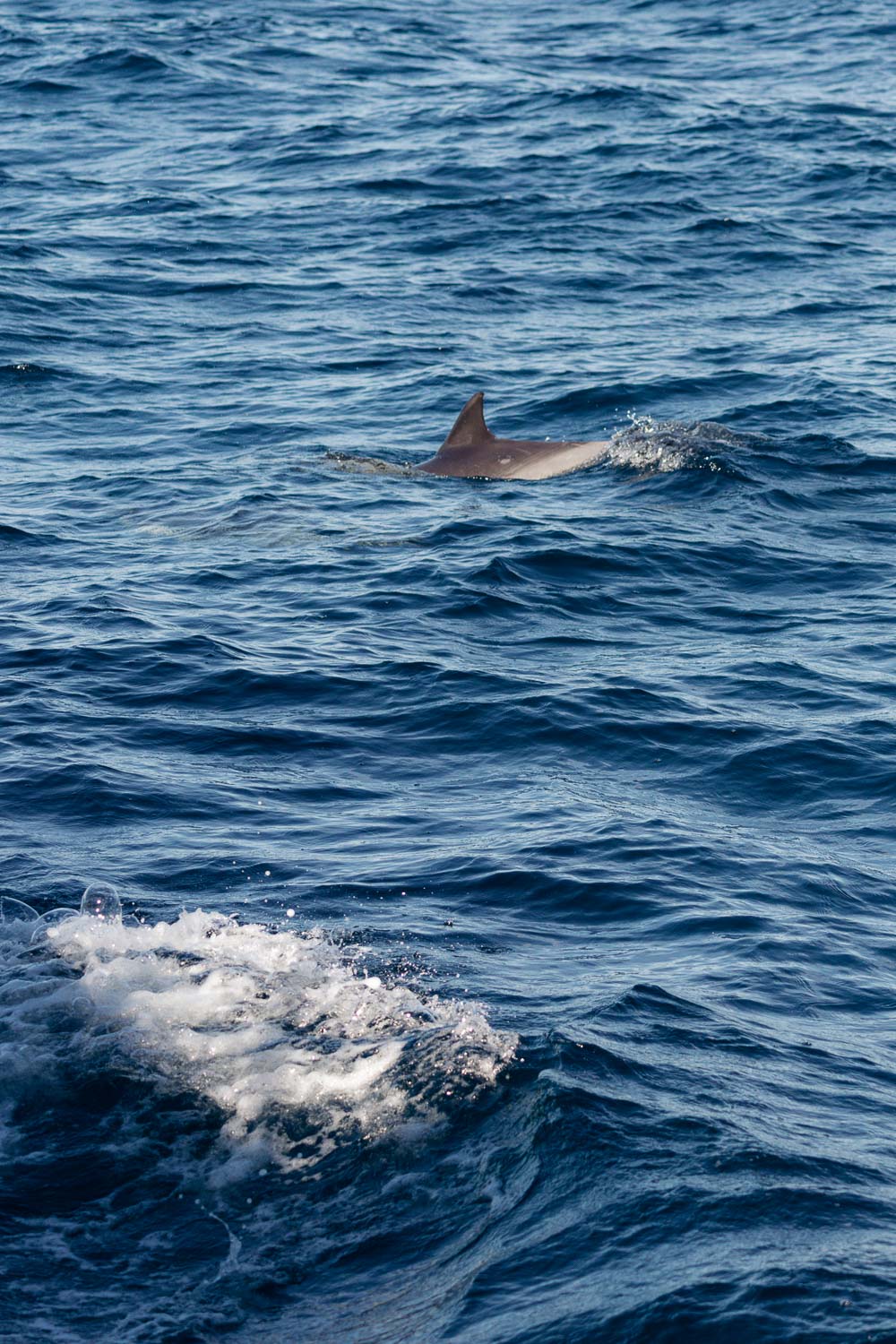 Ventura Whale Watching. | Roads and Destinations