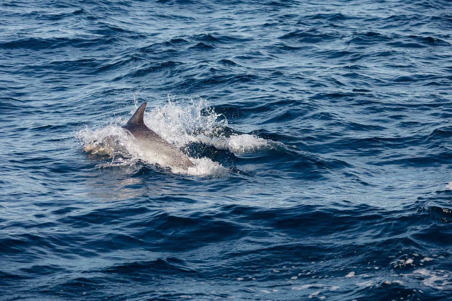 Ventura Whale Watching. | Roads and Destinations