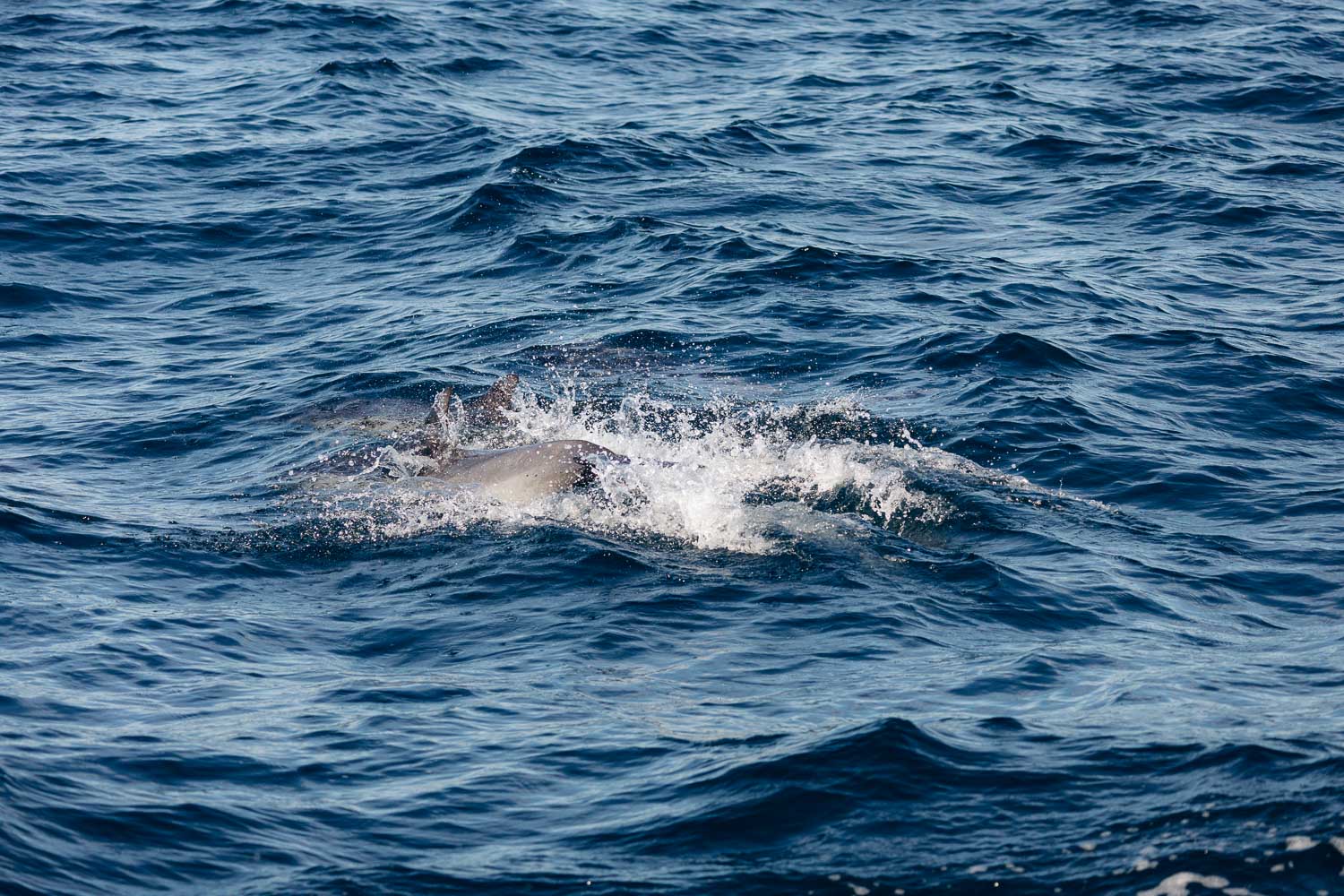Ventura Whale Watching. | Roads and Destinations