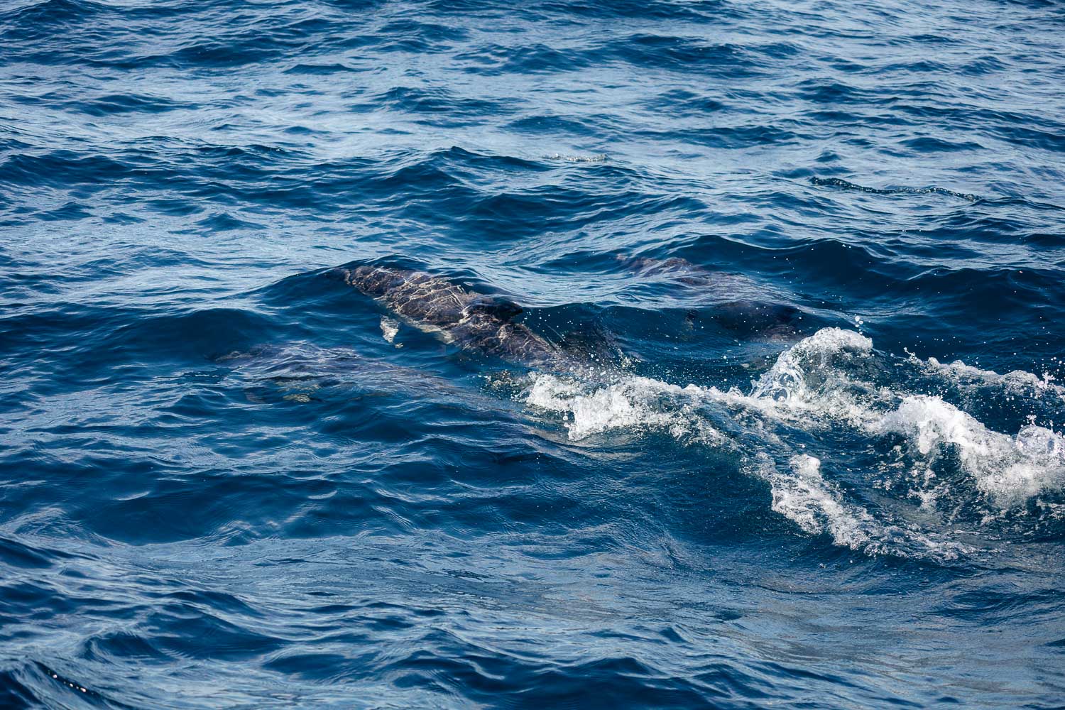 Ventura Whale Watching. | Roads and Destinations