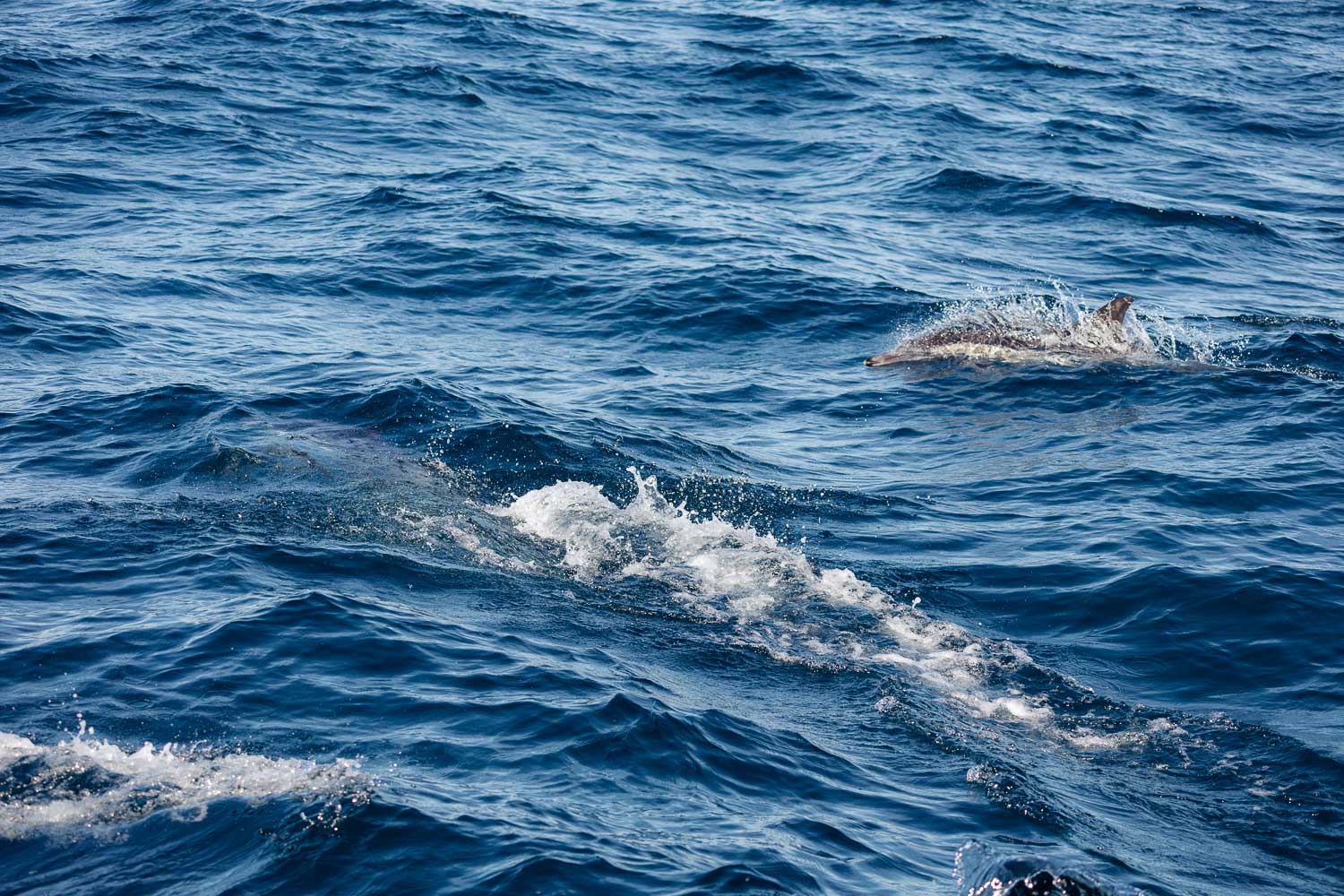 Ventura Whale Watching. | Roads and Destinations