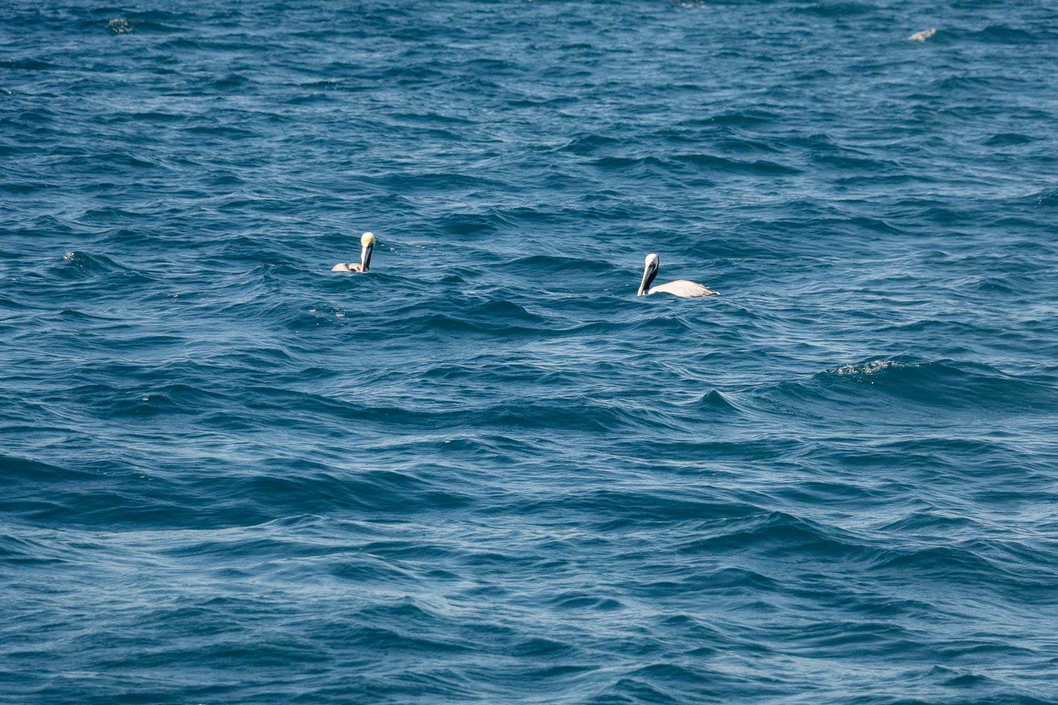 Ventura Whale Watching. | Roads and Destinations