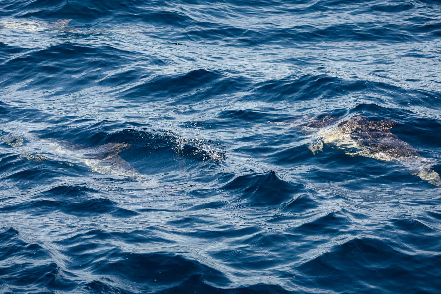 Ventura Whale Watching. | Roads and Destinations