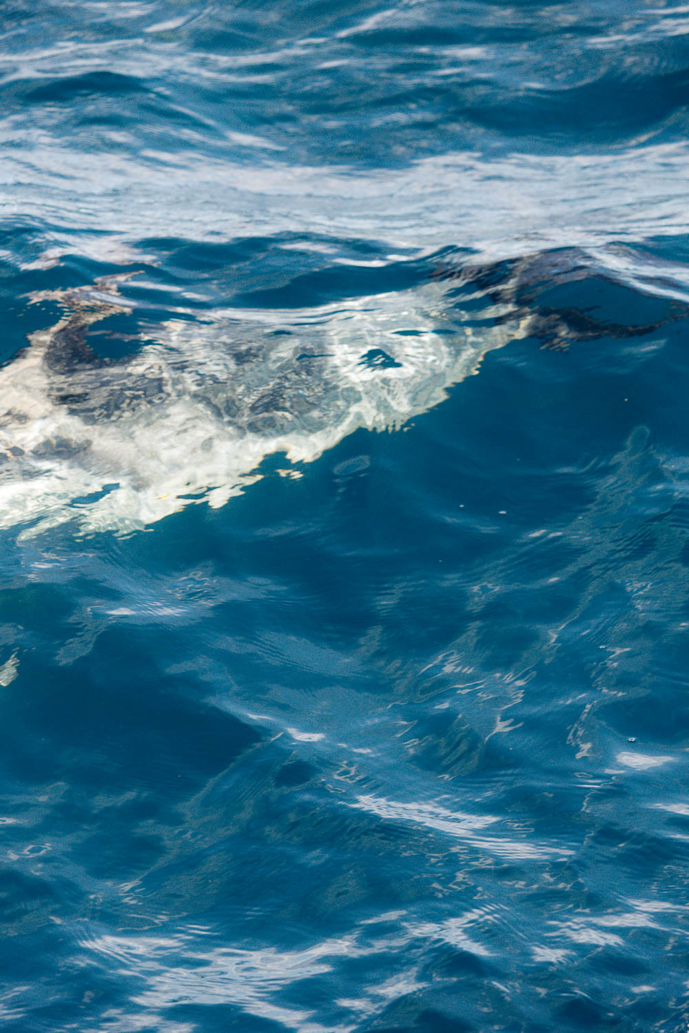 Ventura Whale Watching. | Roads and Destinations