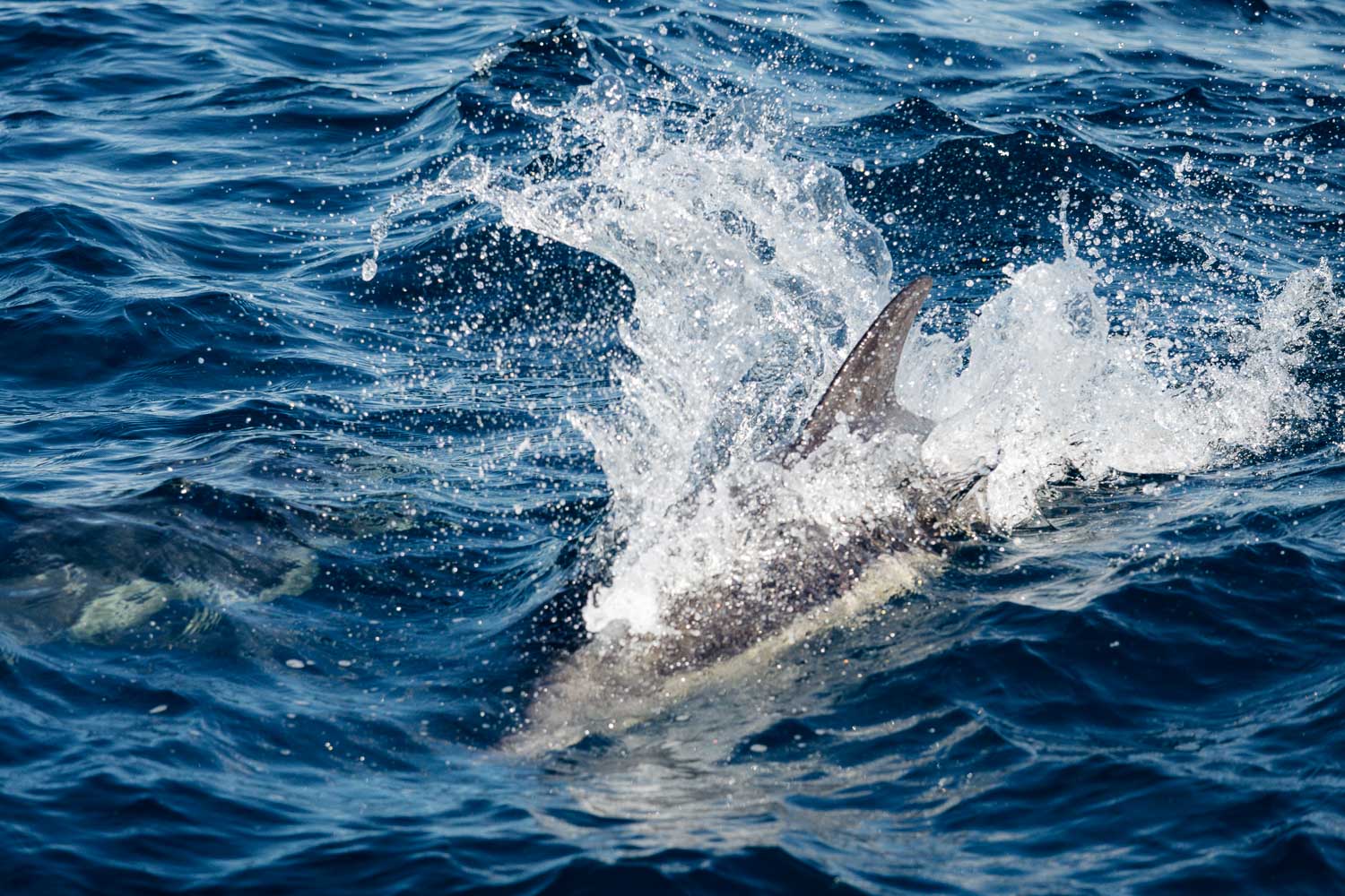 Ventura Whale Watching. | Roads and Destinations