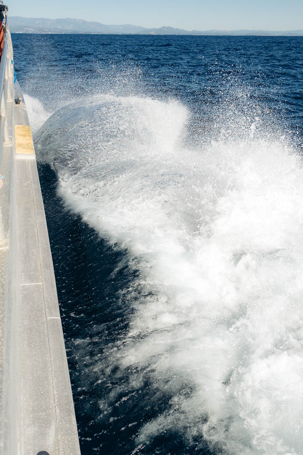 Ventura Whale Watching. | Roads and Destinations