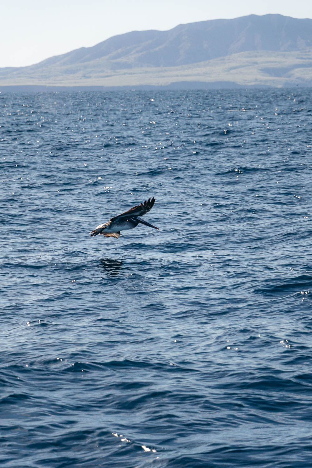 Ventura Whale Watching. | Roads and Destinations