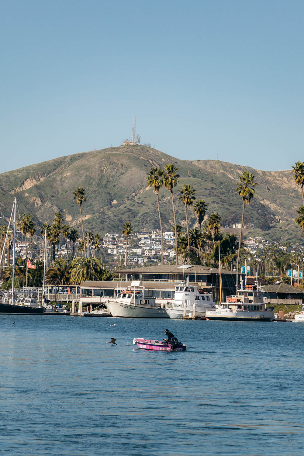Ventura Whale Watching. | Roads and Destinations
