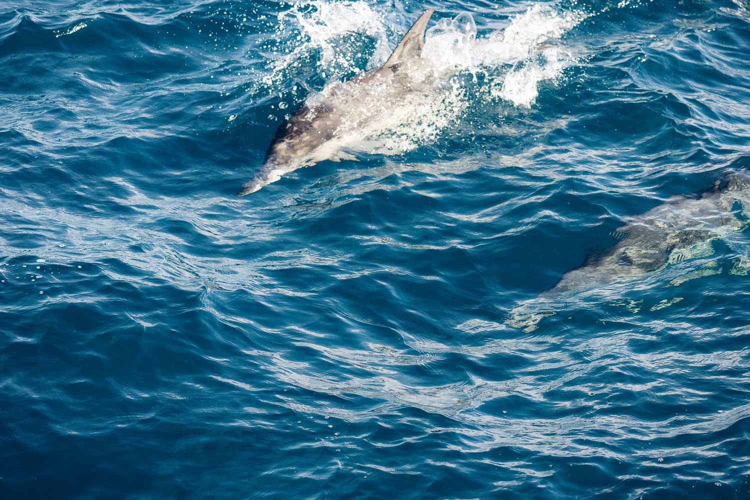 Ventura Whale Watching. | Roads and Destinations